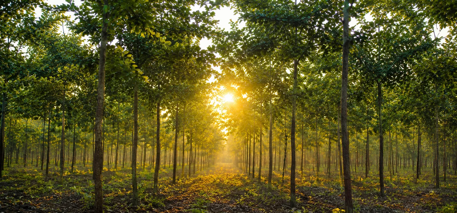 Sunrise through rows of maturing red sandalwood trees on the farm