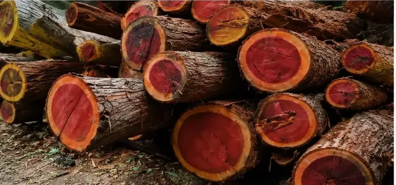Harvested red sandalwood logs showing deep red heartwood