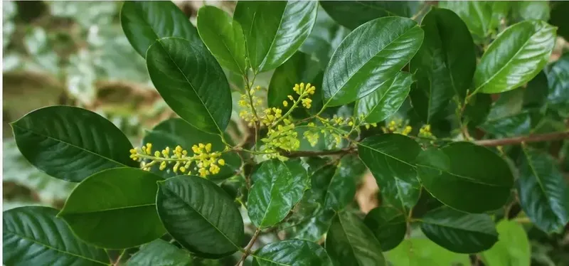 Red sandalwood leaves and yellow flower clusters