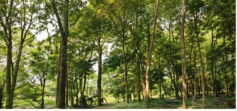 Green canopy of a growing red sandalwood plantation