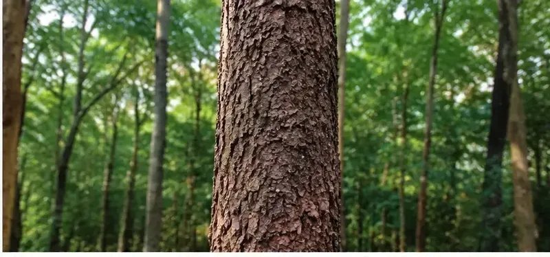 Close-up of red sandalwood tree trunk and bark
